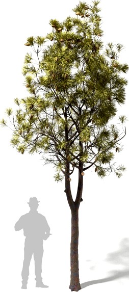 Pinus halepensis #2