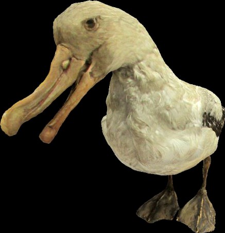 Albatross mallemuck bird 3D Model
