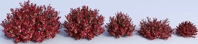 Japanese barberry Berberis thunbergii attopurpurea nana
