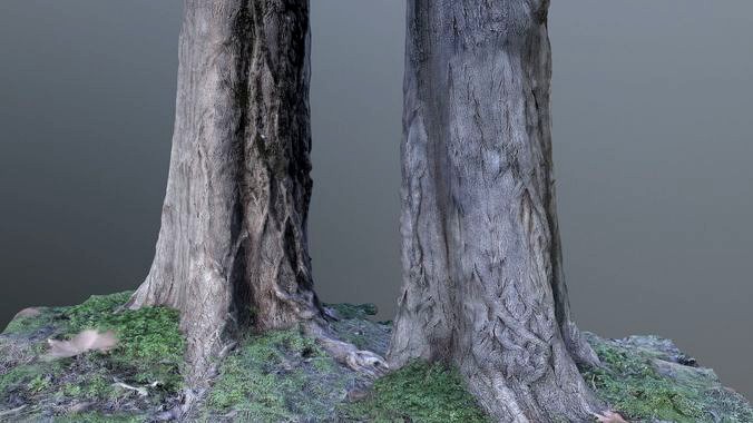 Tree trunk photoscanned