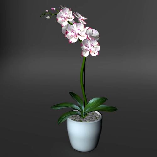 Realistic orchid