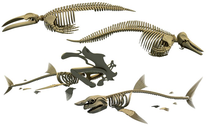 3D Sharks Skeletons