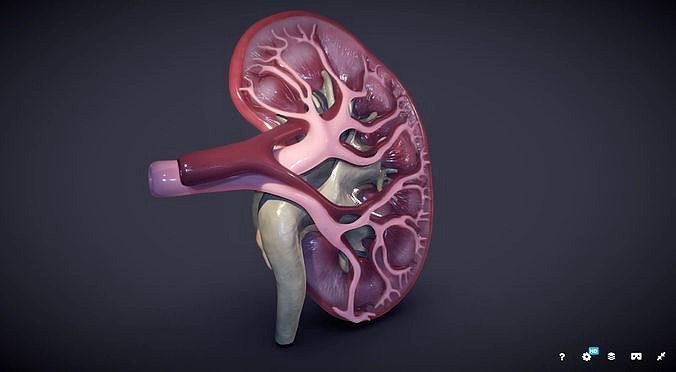 Kidney Cross Section