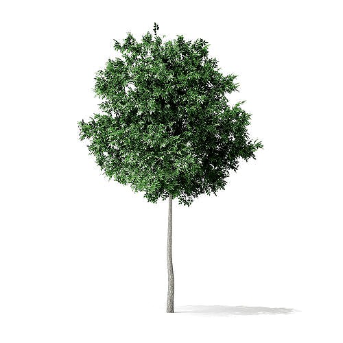 Boxelder Maple Tree 3D Model 6m