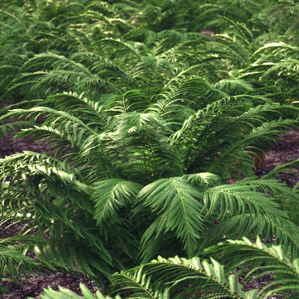 Wood Fern