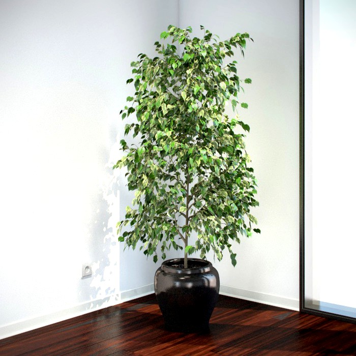 Ficus Benjamina