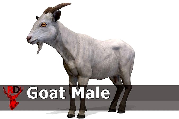 Goat male