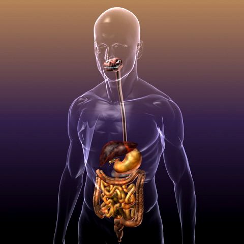 Anatomy of the Digestive System in a Human Body 3D Model