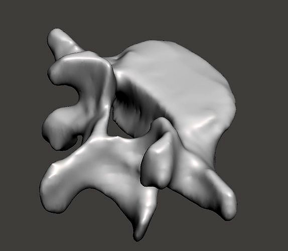 human vertebra L5 | 3D