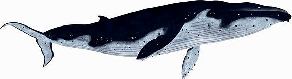 fish Humpback whale