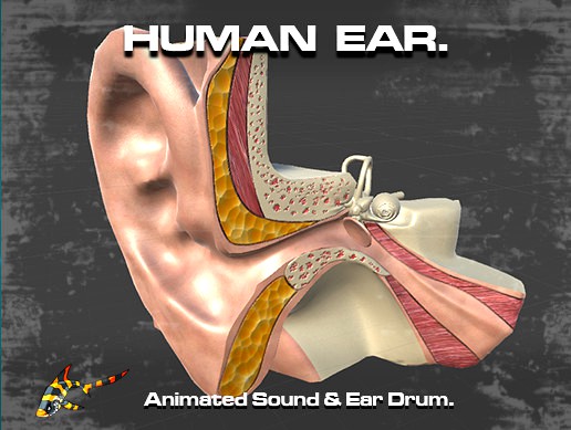 Cross Section Human Ear