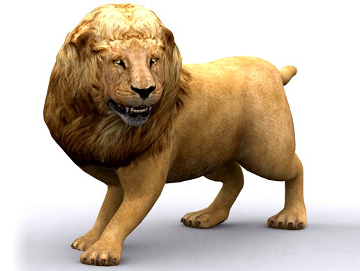 Animals Safari Lion