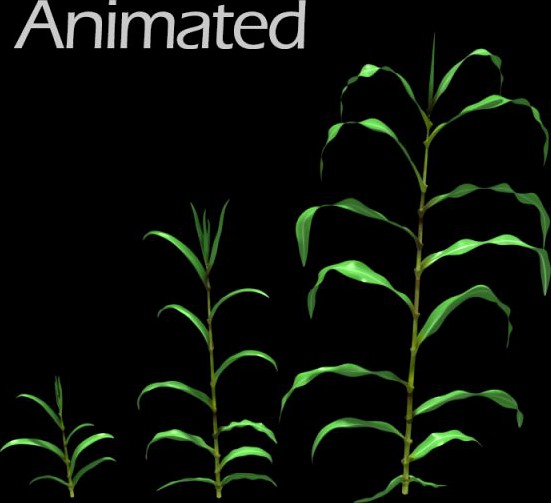 Corn Plant Growth 3D Model