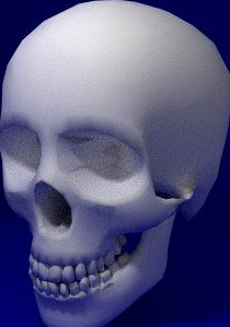 Skelet Head 3D Model