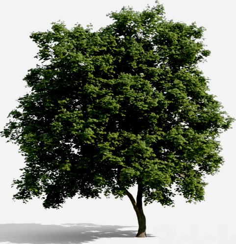 Common Tree with high density greenery