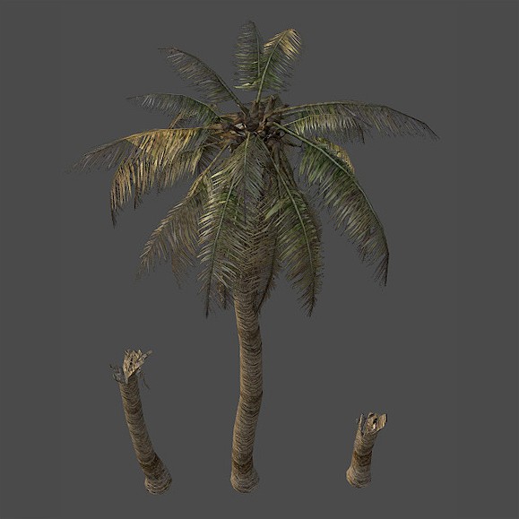 Palm tree destroyed