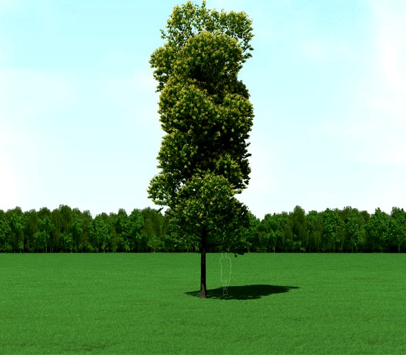 Blooming Tilia (Linden) Tree 3d Model.