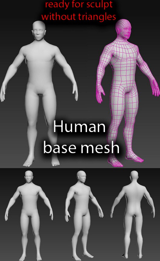 Human base mesh male