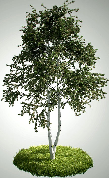 Tree betula pendula