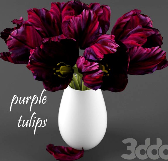 purple tulips