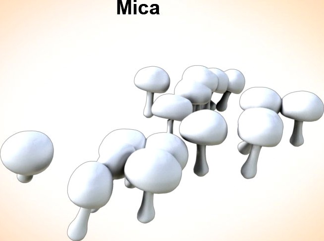 Mica mushrooms3d model