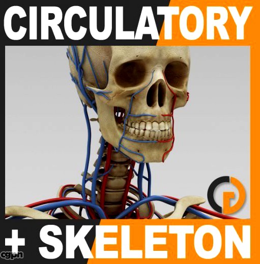 Human Circulatory System and Skeleton - Anatomy3d model