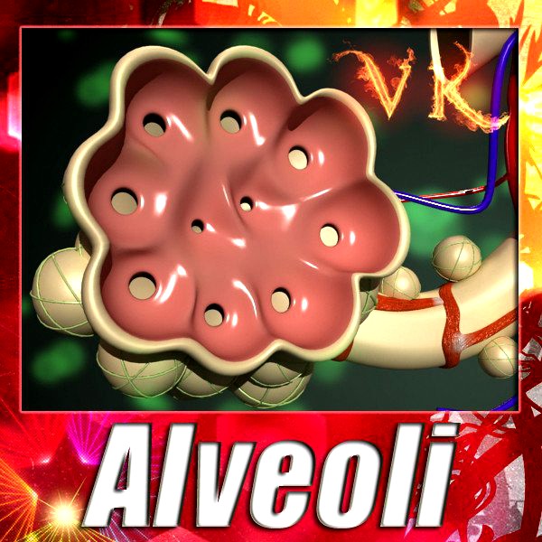 Alveoli Anatomy3d model
