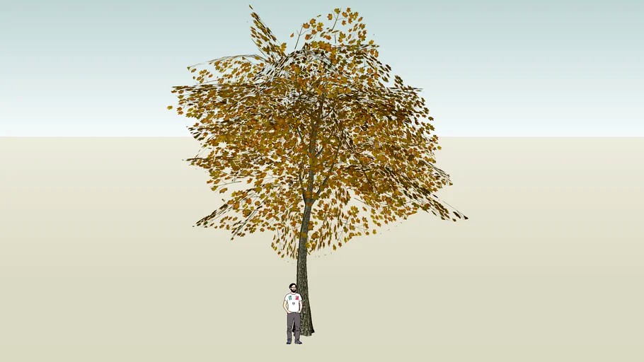 MAPLE TREE IN AUTUMN 3D MODEL