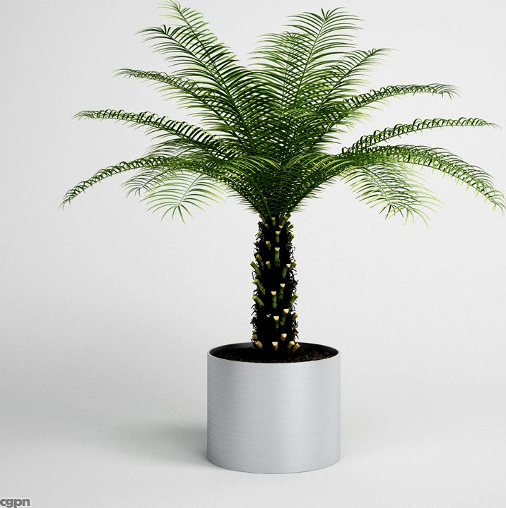 Palm Tree in Planter CGAXIS plant 103d model