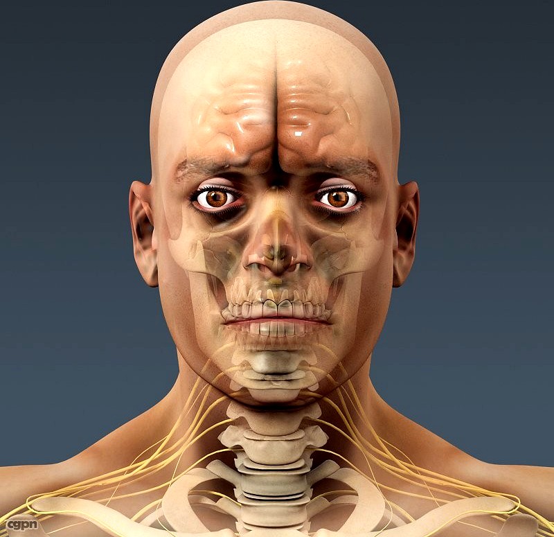 Human Male Body, Nervous System and Skeleton - Anatomy3d model