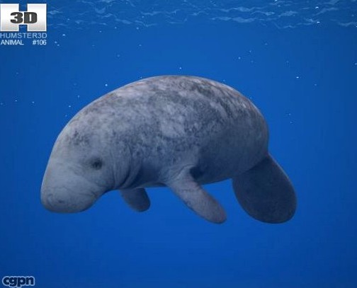 West Indian Manatee (Trichechus Manatus)3d model