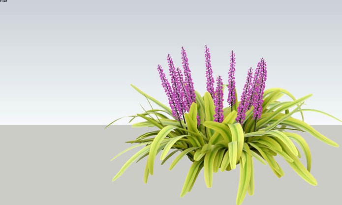 Liriope Grass Variation 2D_05
