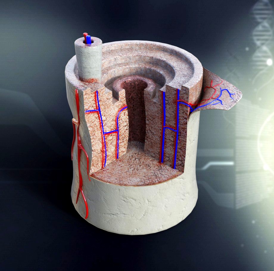 Human Bone Anatomy3d model