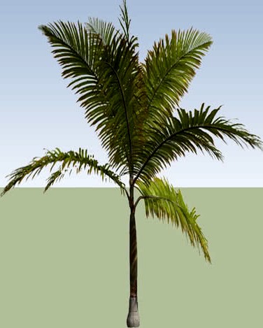 King Palm (Archontophoenix alexandrae)_01