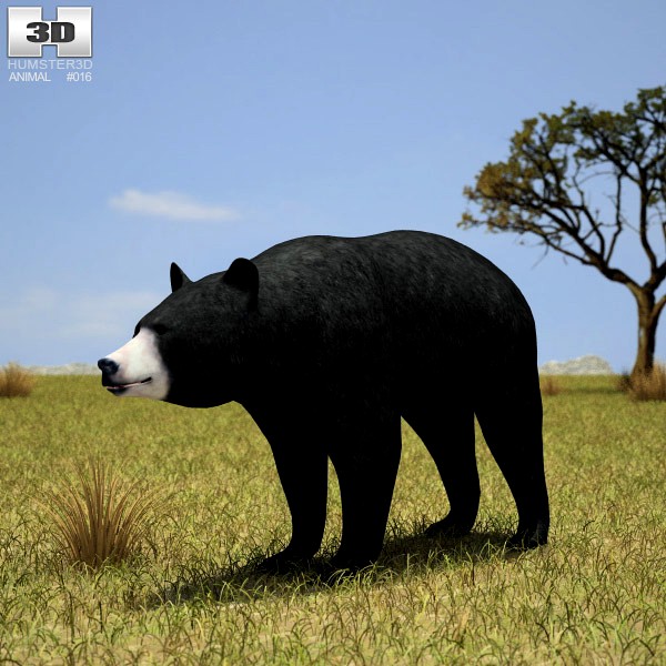 3D model of American Black Bear