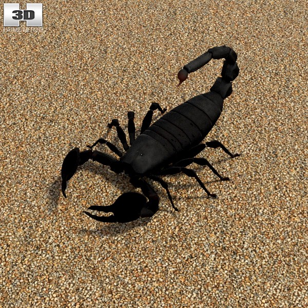 3D model of Emperor Scorpion