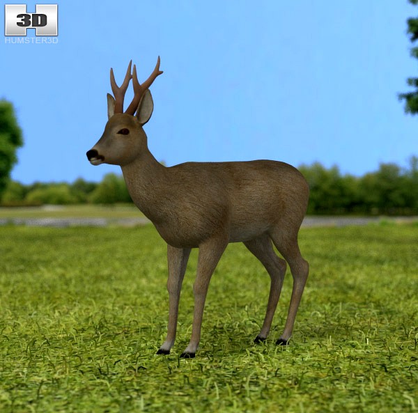 3D model of Roe Deer