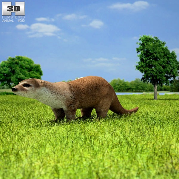 3D model of European Otter