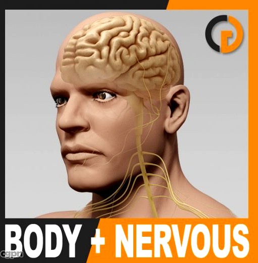 Human Male Body and Nervous System - Anatomy3d model