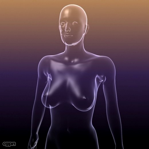 Anatomy of a Woman body - shape of the Female3d model