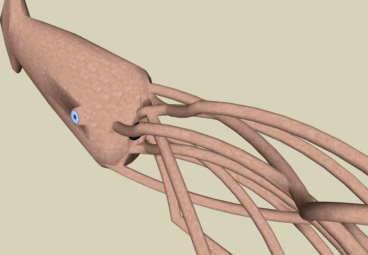 GIANT squid