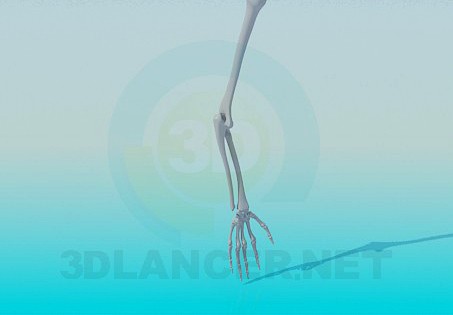 3D Model The bones of a human hand