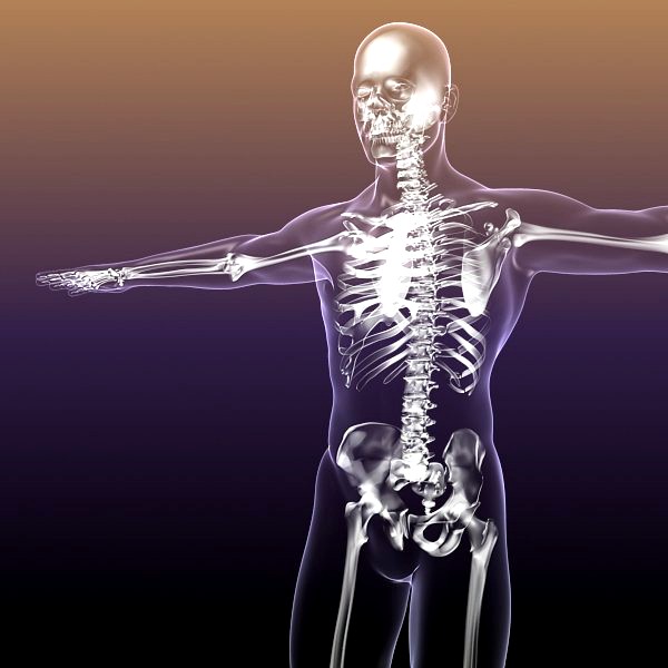 Human Skeleton in Body Anatomy3d model