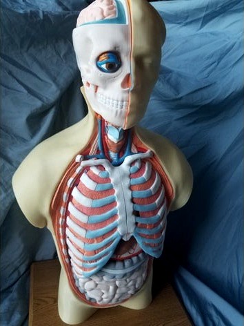 Human Torso Anatomy Model by paullaster