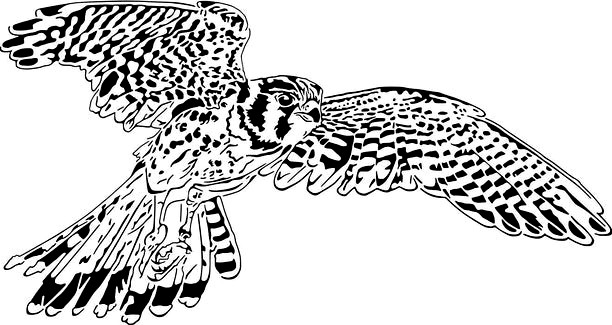 Hawk stencil by Longquang