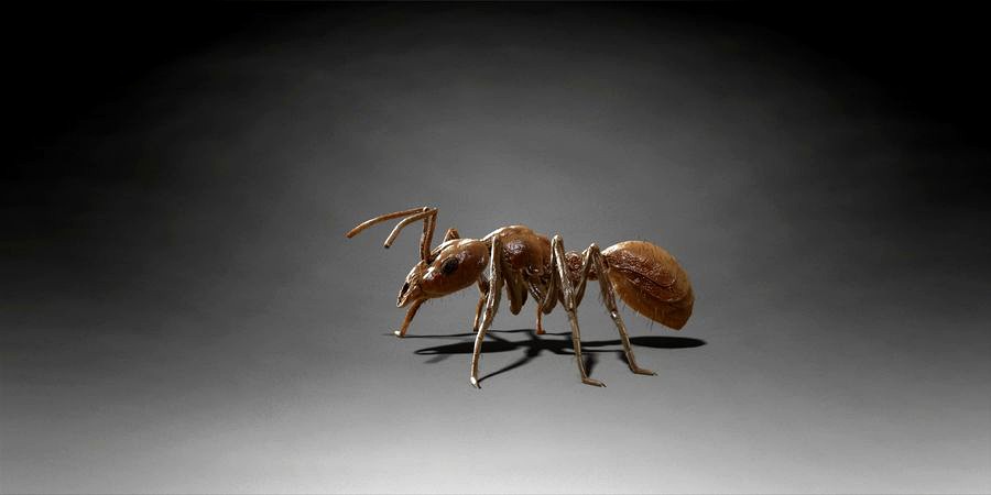 Alligator Crocodile Mantis Ant creature