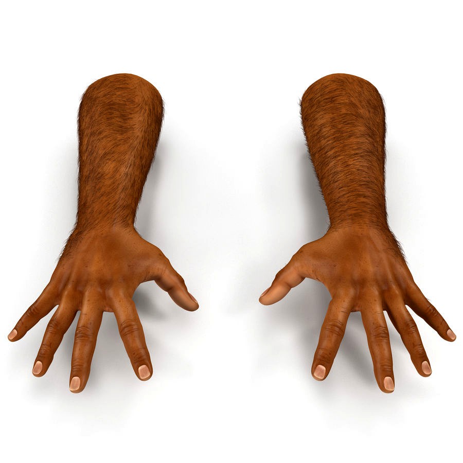 African Man Hands 2 with Fur Pose 4 3D Model