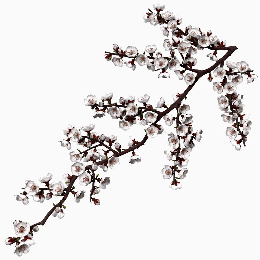 White Cherry Blossom Branch
