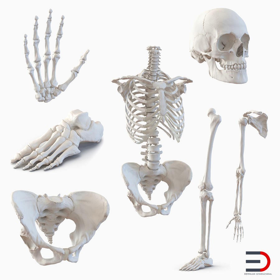 Female Skeleton Collection