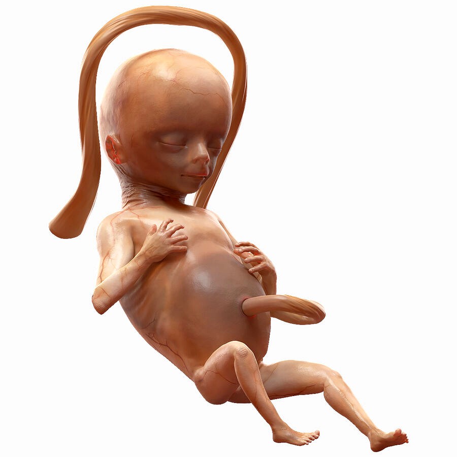 Human Fetus 16 Weeks Rigged